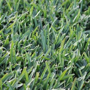 kikuyu-grass