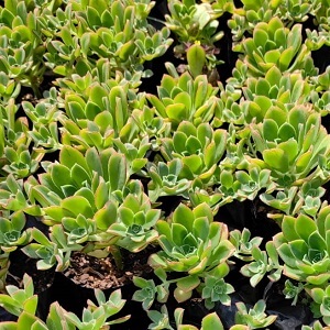 Aeonium haworthii Kiwi "Tricolor Dream" – 1L Pot