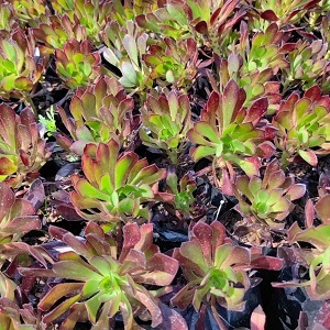 Aeonium Zwartkop "Dream Colour" – 1L Pot