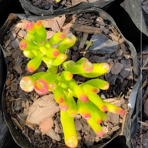 Crassula ovata ‘Gollum’ – 1L Pot