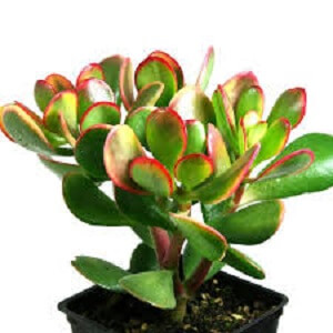 Crassula ovata ‘Sunset Jade’ – 1L Pot