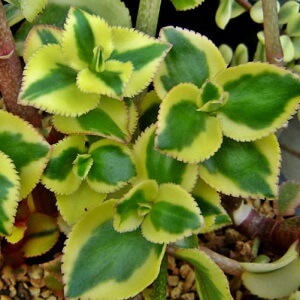 Crassula sarmentosa 'Variegata' – 1L Pot