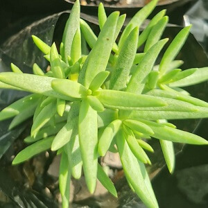 Crassula tetragona – Miniature Pine Tree – 1L