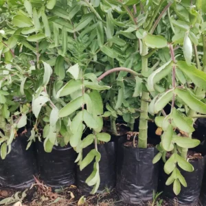 Kalanchoe Prolific ‘Blooming Boxes’ – 5L