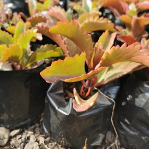 Kalanchoe sexangularis – Bushveld Kalanchoe | 1L