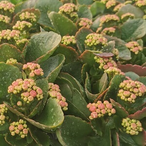 Kalonchoe calandiva - 12cm pot