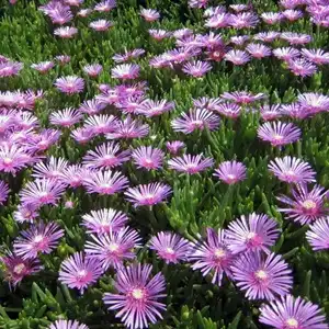 Pink Vygie – Lampranthus spectabilis Pink (1L)