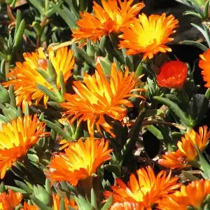 Orange Vygie – Lampranthus aureus (1L)