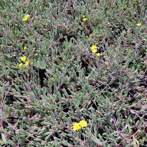 Othona capensis ‘Ruby Necklace’ – 1L