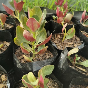 Crassula streyi Tolken – Pondo Cliff Crassula | 1L