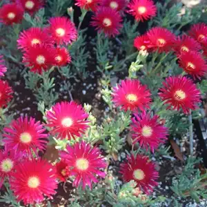 Red Vygie – Lampranthus spectabilis Red (1L)