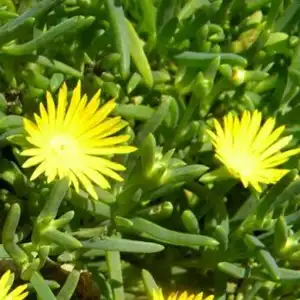 Yellow Vygie – Lampranthus aureus (1L)
